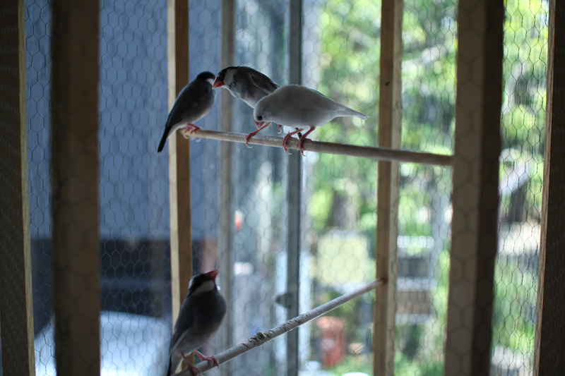 Bird cage for Hagi-bird